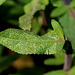 Salvia nemorosa