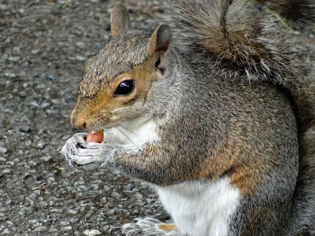 Squirrel eating his nuts