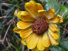 Flor de profundo amarillo