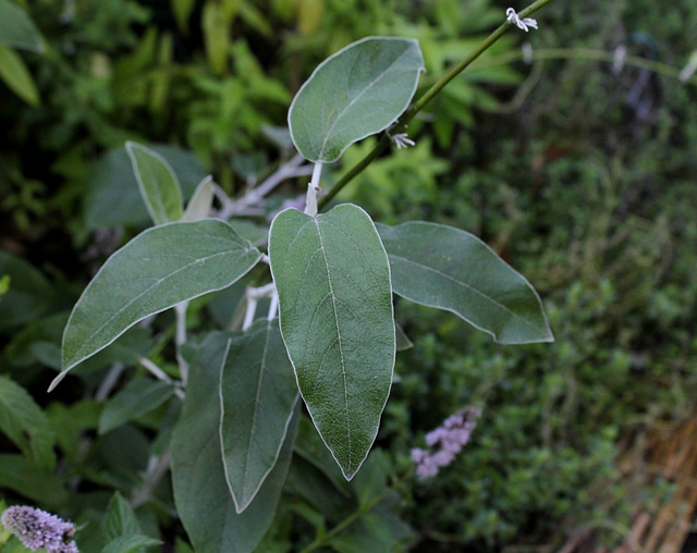 Salvia discolor -Sauge Cassis (4)