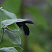 Salvia discolor -Sauge Cassis (5)