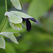 Salvia discolor -Sauge Cassis (6)