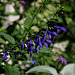 Salvia guaranitica (2)