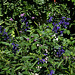 Salvia guaranitica (3)