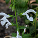 Salvia patens 'Patio White'