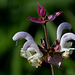 Salvia sclarea (3)