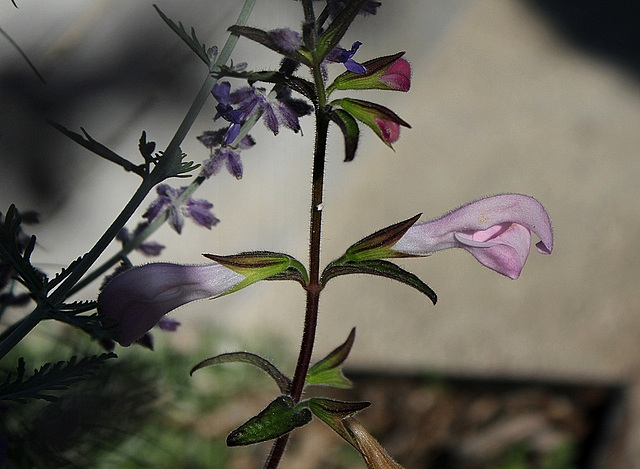 Salvia patens 'Patio Pink '