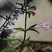 Salvia patens 'Patio Pink '