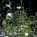 Salvia uliginosa (5)