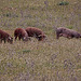 20120507 9050RTw [E] Iberisches Schwein (spanisch: Cerdo Ibérico), Extremadura
