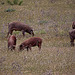 20120507 9051RTw [E] Iberisches Schwein (spanisch: Cerdo Ibérico), Extremadura