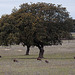 20120507 9054RTw [E] Steineiche (Quercus ilex), Iberisches Schwein (spanisch: Cerdo Ibérico), Extremadura