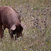 20120507 9055RTw [E] Iberisches Schwein (spanisch: Cerdo Ibérico), Extremadura
