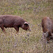 20120507 9057RTw [E] Iberisches Schwein (spanisch: Cerdo Ibérico), Extremadura