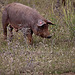 20120507 9058RTw [E] Iberisches Schwein (spanisch: Cerdo Ibérico), Extremadura