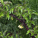 Solanum atropurpureum