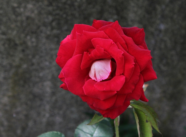 Rose 'Osiria' (2)