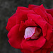 Rose 'Osiria' (3)