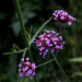 Verbena bonariensis (2)