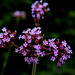 Verbena bonariensis