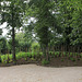 Jardin de Sorgho , de Michel Blazy