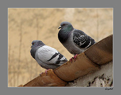 Les Pigeons de Callian