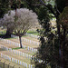 Fort Rosecrans National Cemetery (6359)
