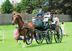 Carriage Driving (a)