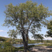 Day use only tree on St Regis river / Arbre de jour sur la rivière St-Regis - 26 août 2012.