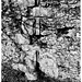 Waverley Abbey ruins X-M1 2