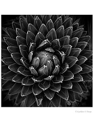 Succulent Circular in black and white