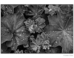 Plant in rain, black and white