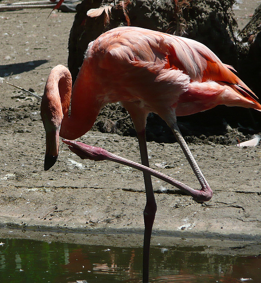 Nachdenklicher Flamingo - konsiderema flamingo