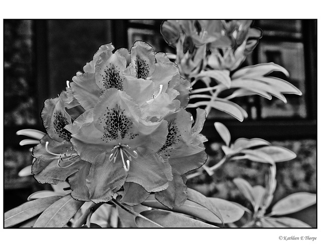 Whistler Rhododendron