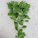 Euphorbia peplus- omblette , Esule ronde (2)