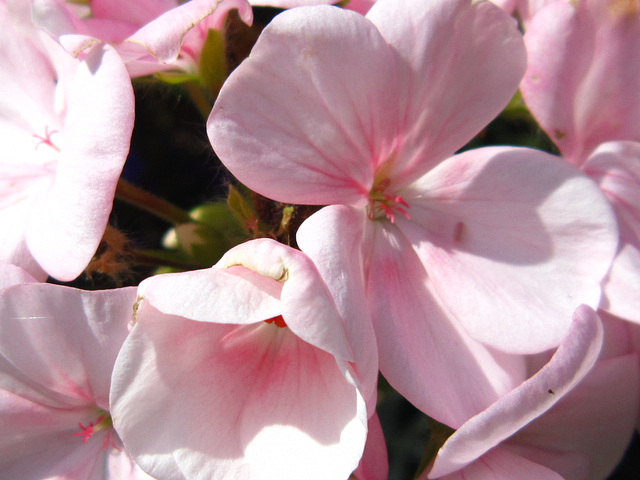 Pale pink geranium