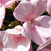 Pale pink geranium