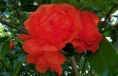 Fleur de grenadier rouge
