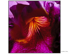 Orchid with Backlighting