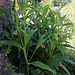Symphytum officinalis , Consoude- Jardin potager (2)