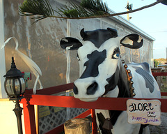 Flori-da Cow