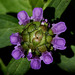 Prunella vulgaris - Brunelle commune