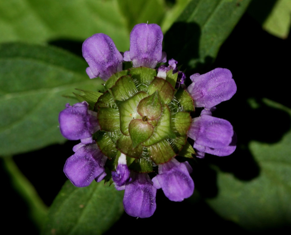 Prunella vulgaris - Brunelle commune