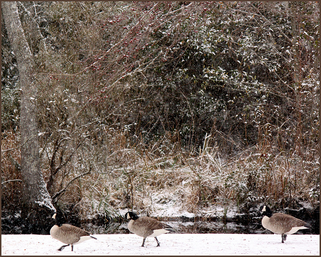 Three geese a-strutting