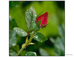 Knockout Rose Bud in Rain - Bokeh