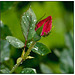 Knockout Rose Bud in Rain - Bokeh
