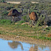 Reflecting on emus at Mungo