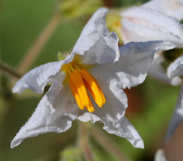 Morelle de Balbis-Solanum sisymbriifolium