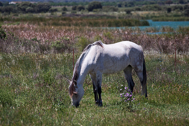 20120514 9699RAw [E] Pferd, Saucedilla