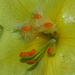 Verbascum phlomoïdes